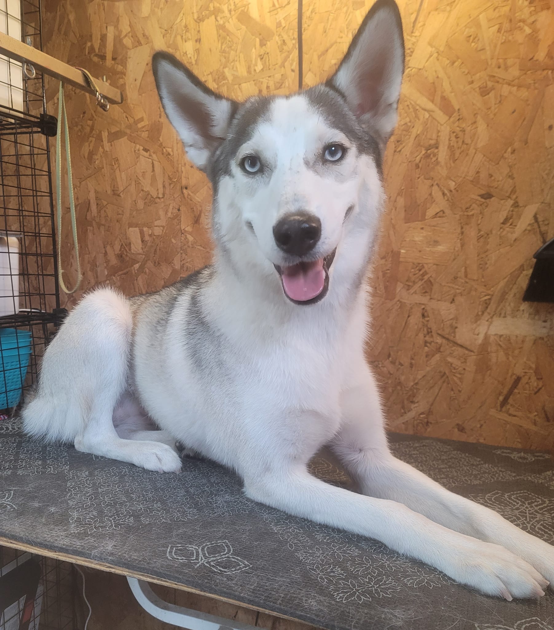 A husky with bright blue eyes after a bath
