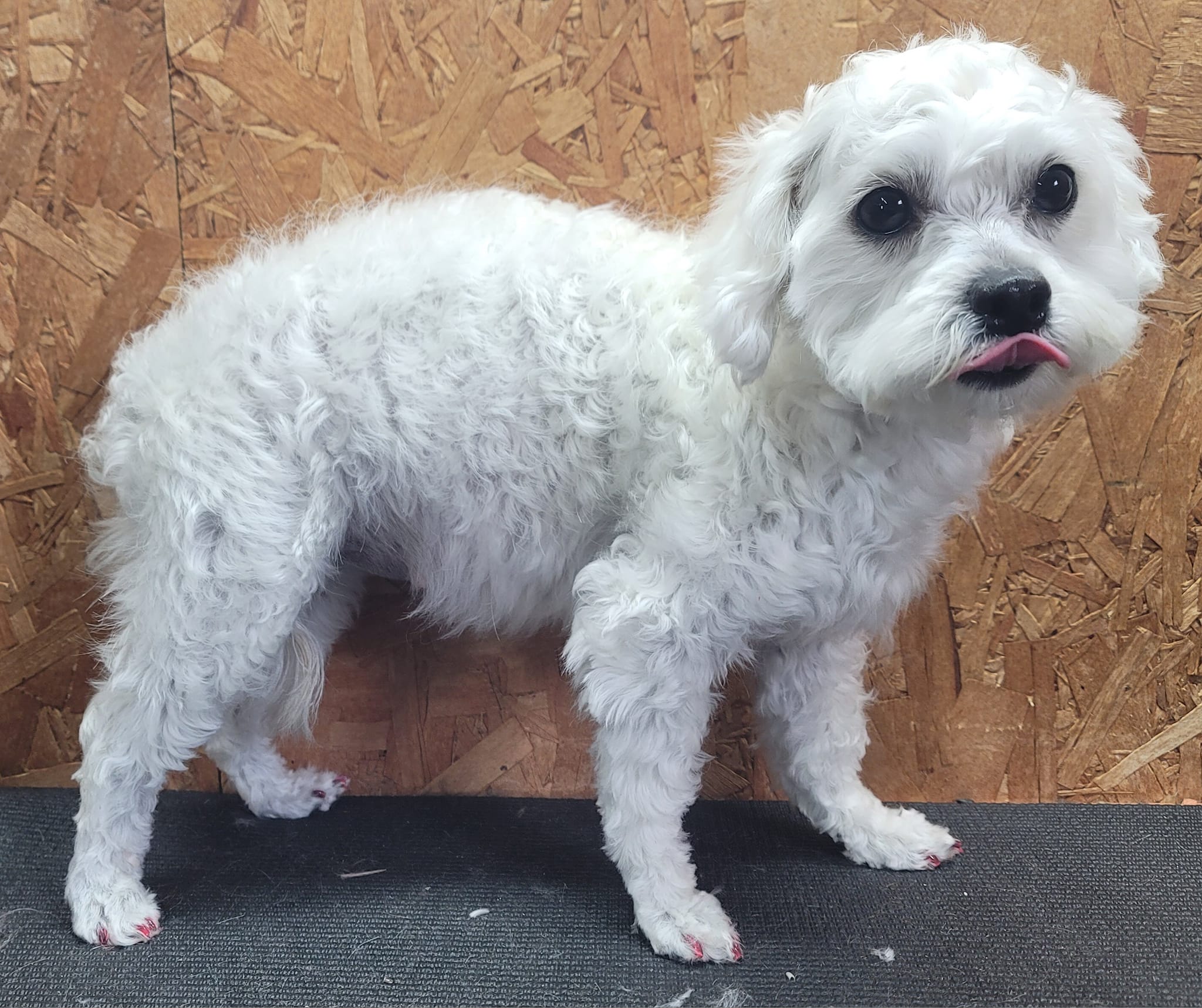 A freshly groomed white curly-coated dog standing on the grooming table