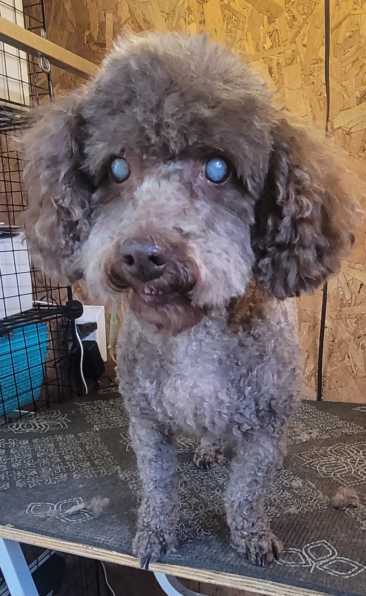 A chocolate brown poodle standing on the grooming table after a trim