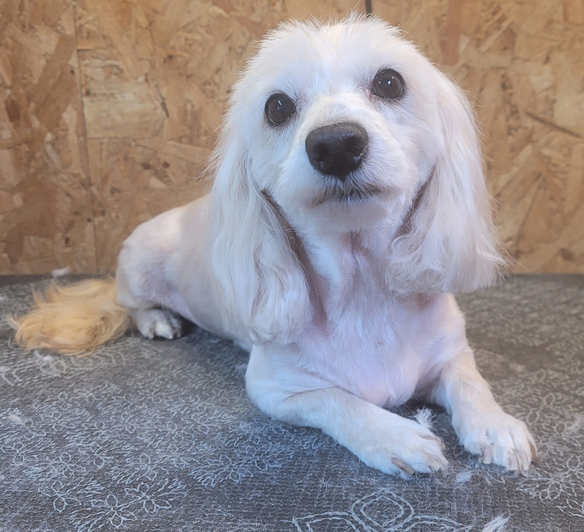 A cream dog with long soft ears lying on the table