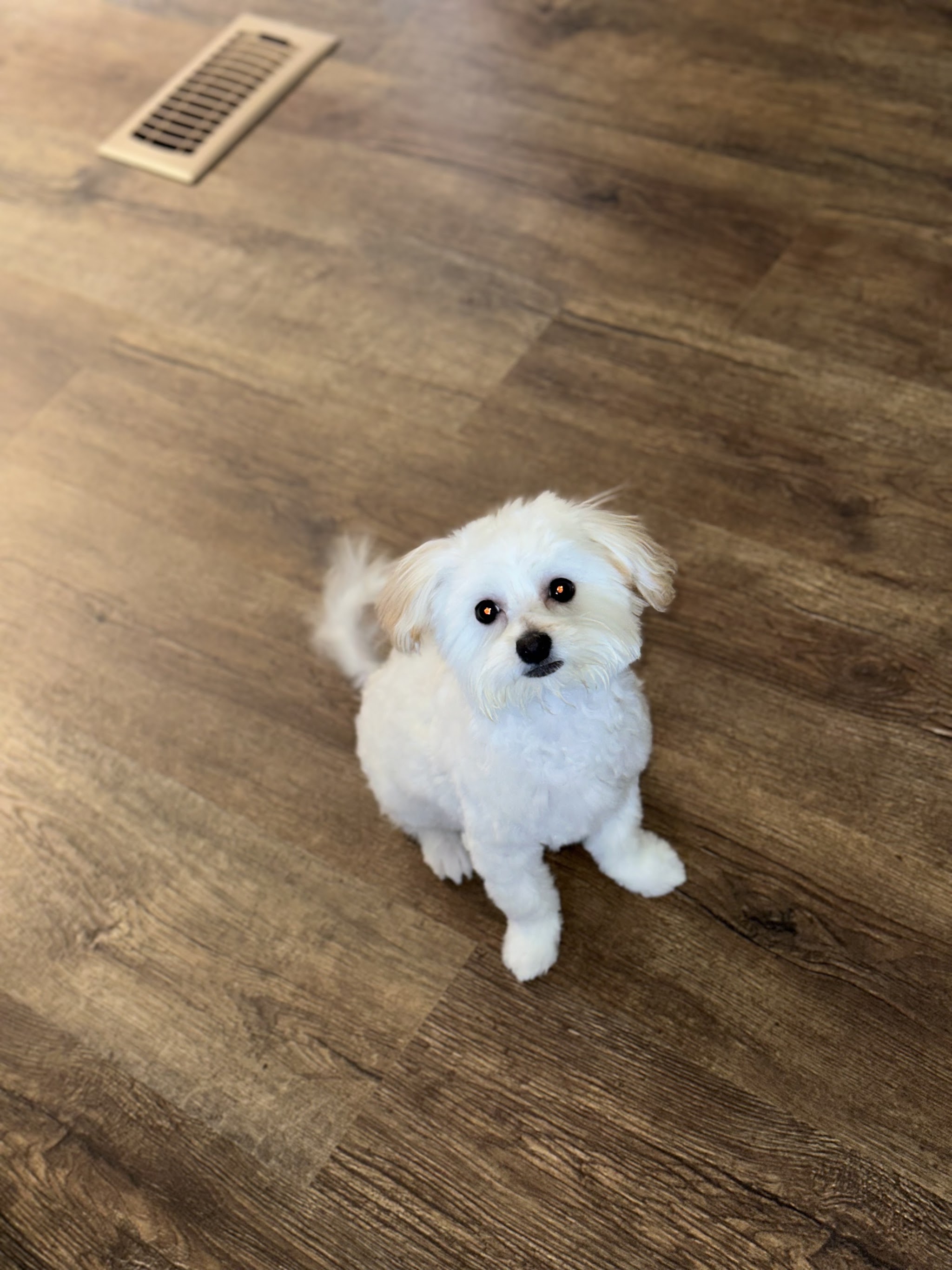 A small white puppy sitting and looking up after grooming