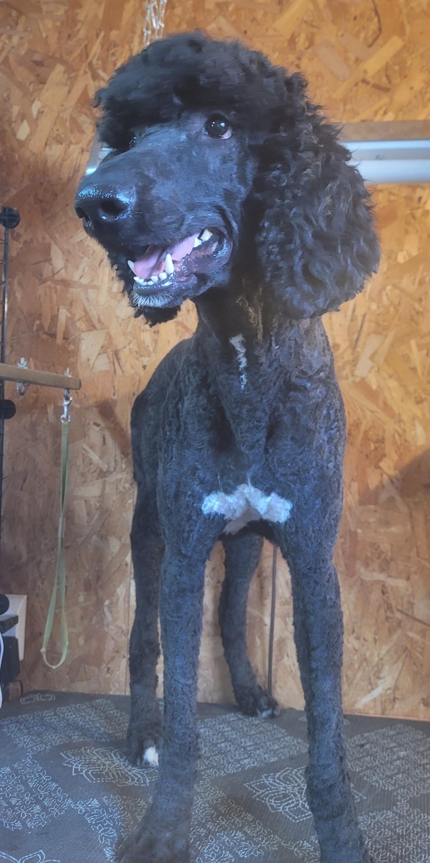 A tall black standard poodle with a fresh trim, smiling at the camera