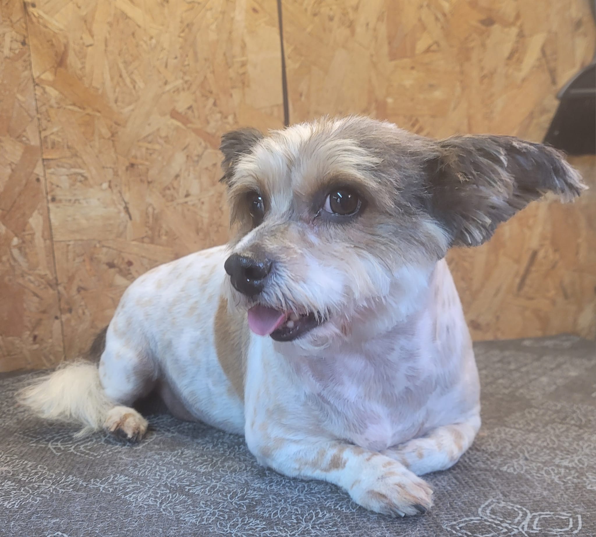 A small scruffy terrier mix with a neat trim