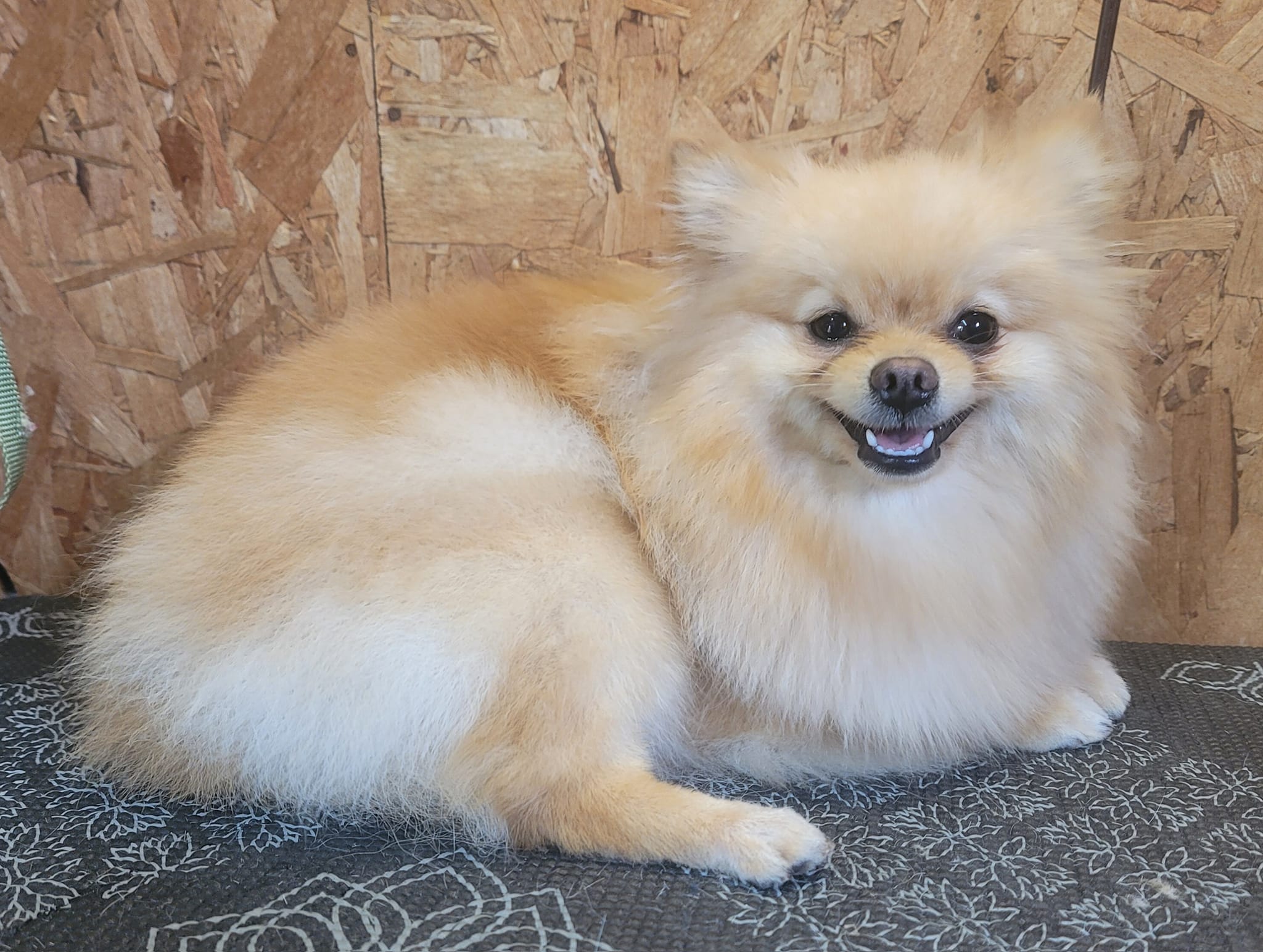 A fluffy Pomeranian smiling after its groom